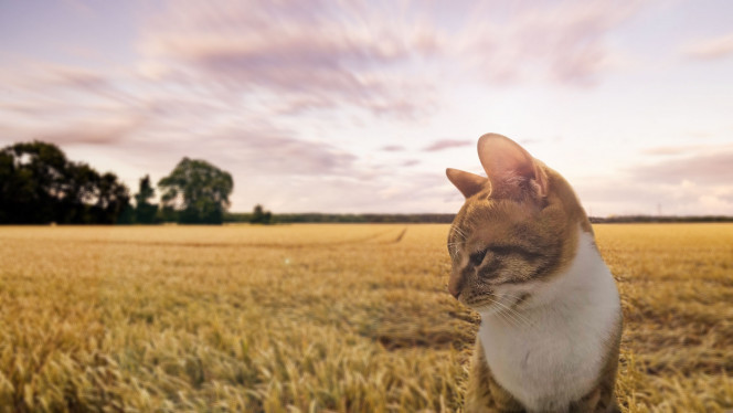 一张美味的图片 &middot; #5533