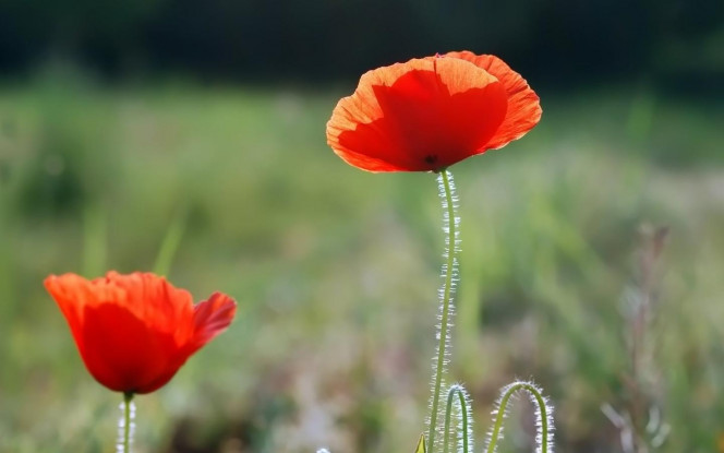 一张美味的图片 &middot; #3134