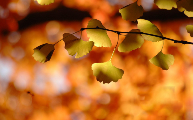 一张美味的图片 &middot; #83