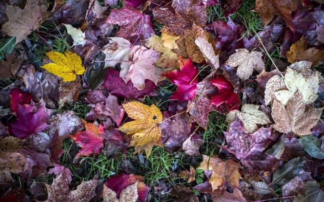 一张美味的图片 &middot; #3031