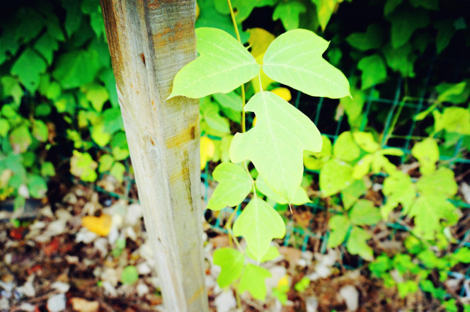 一张美味的图片 &middot; #332