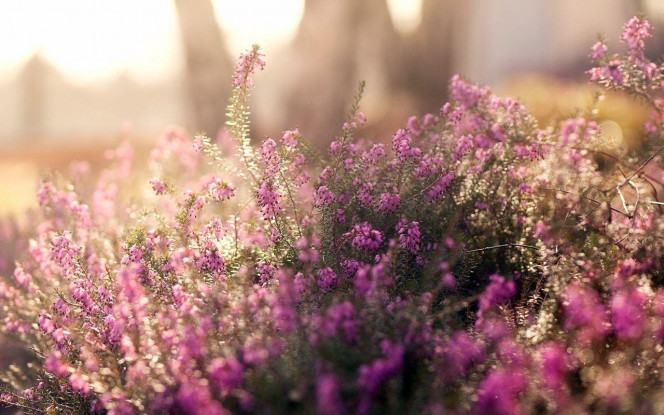 A Delicious image · #1835