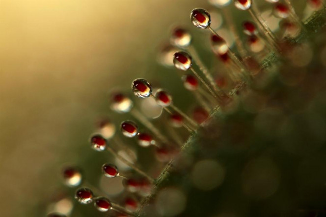 A Delicious image · #2837
